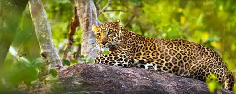 Tiger Reserves in India: Every detail you need to know