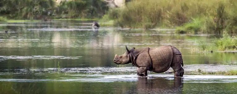 Tiger Reserves in India: Every detail you need to know