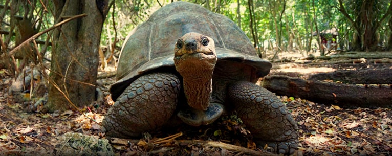 Islands in Zanzibar: Marine magic and luxury redefined!  