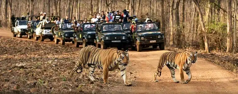 Tiger Reserves in India: Every detail you need to know