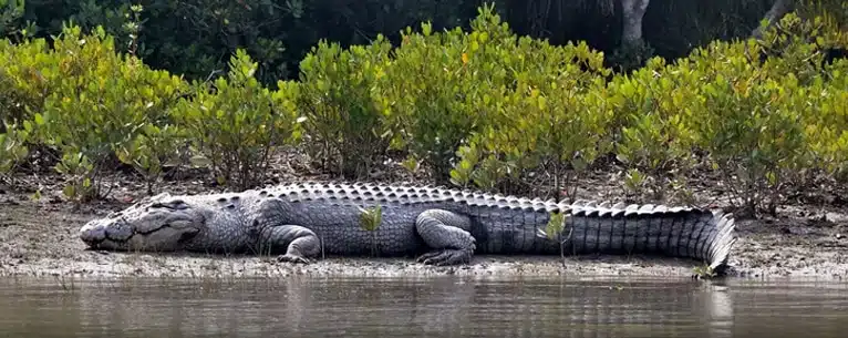 Tiger Reserves in India: Every detail you need to know