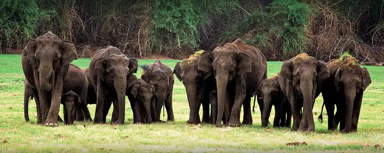 Tiger Reserves in India: Every detail you need to know