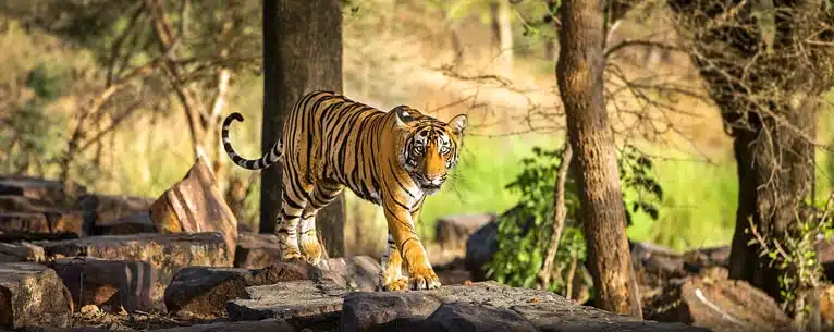 Tiger Reserves in India: Every detail you need to know