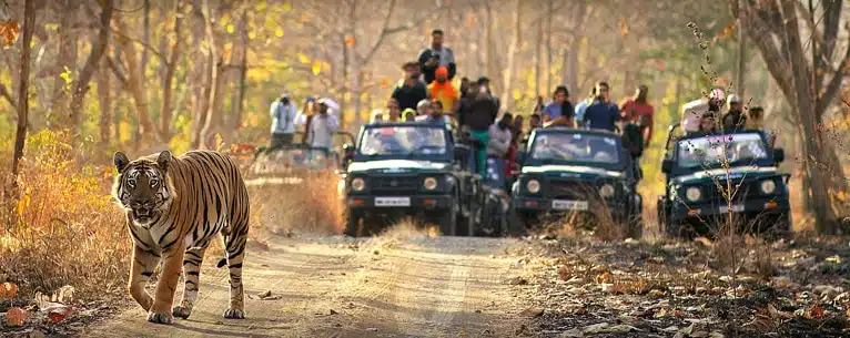 Tiger Reserves in India: Every detail you need to know