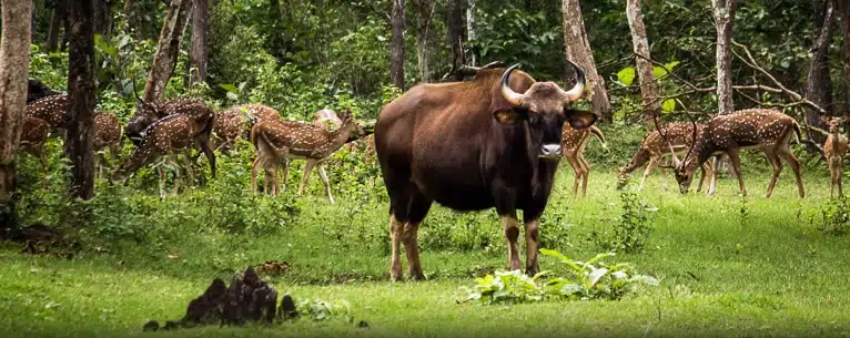 Tiger Reserves in India: Every detail you need to know