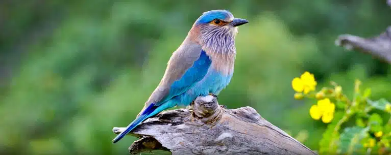 Tiger Reserves in India: Every detail you need to know