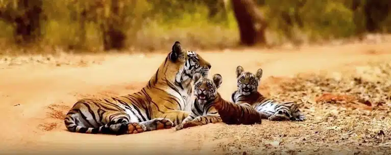 Tiger Reserves in India: Every detail you need to know
