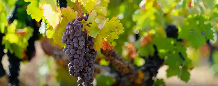 Wine tasting tours: Sip, savour & explore