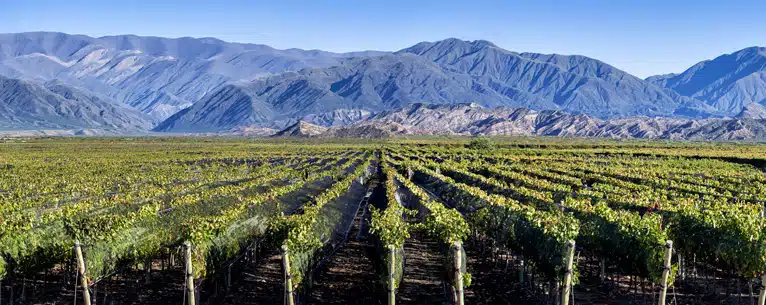 Wine tasting tours: Sip, savour & explore
