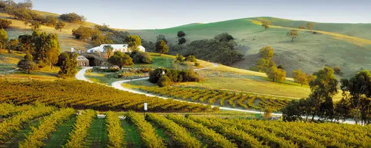 Wine tasting tours: Sip, savour & explore