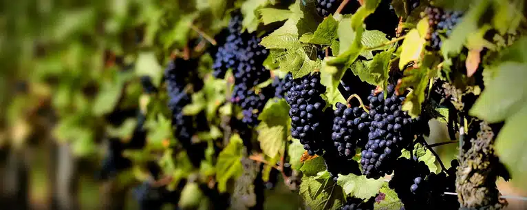 Wine tasting tours: Sip, savour & explore