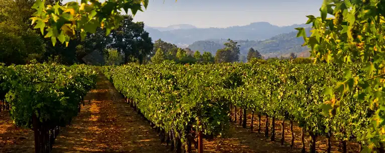 Wine tasting tours: Sip, savour & explore