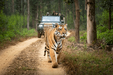 Wild India: Heritage & the Tiger Trail