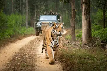 WILD INDIA HERITAGE & THE TIGER TRAIL