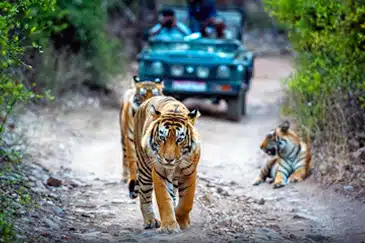 THE GOLDEN TRIANGLE & RANTHAMBORE SAFARI