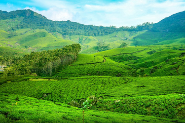 Kerala: A Living Canvas of Nature