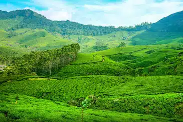 KERALA A LIVING CANVAS OF NATURE