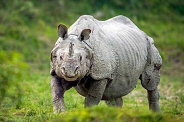 East India Uncovered: Timeless Tales