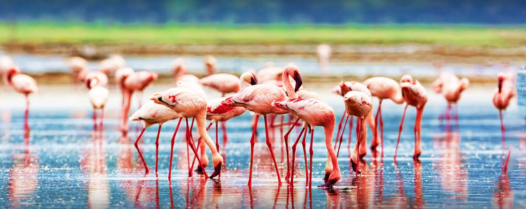 Lake Nakuru Tour