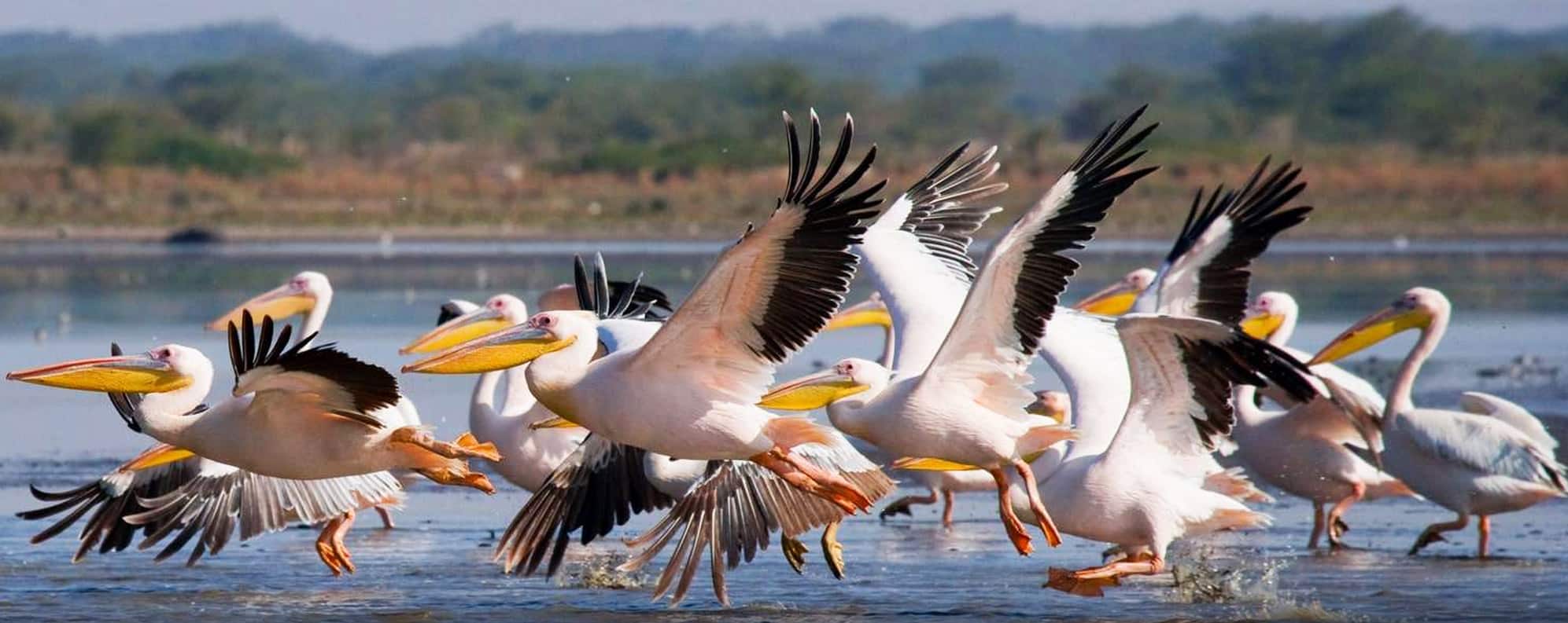 Lake Nakuru