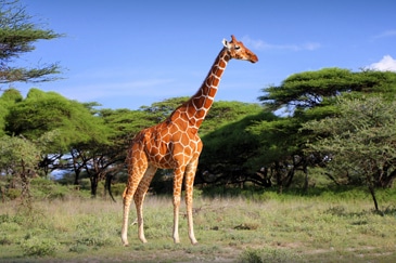 KENYA SAFARI JOURNEY