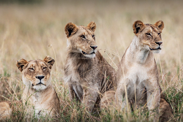 Kenya Safari Journey